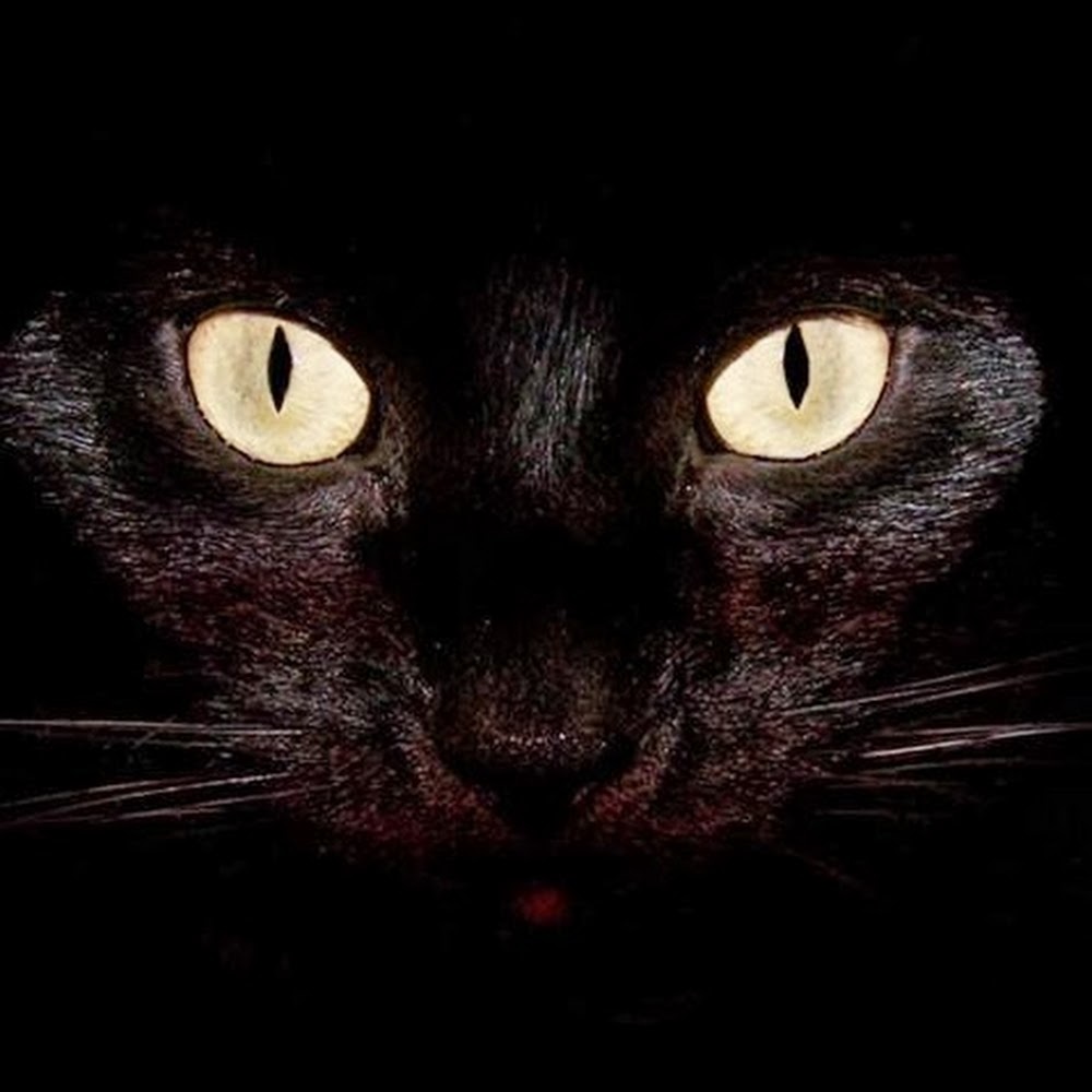 Meet your Posher, Shelby